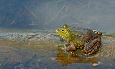 Poelkikker / Pool frog