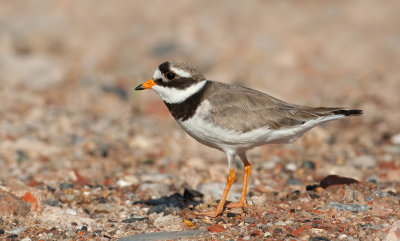 Ringed plover / Bontbekplevier 