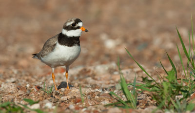 Ringed plover / Bontbekplevier 