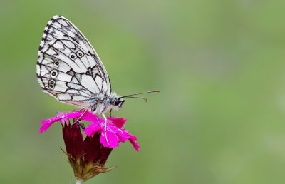 Marbled White / Dambordje
