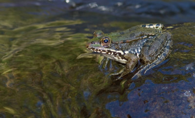 Levant water frog / Levantijnse Meerkikker 