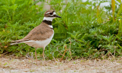 Killdeer / Killdeerplevier 