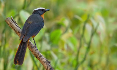 White-crowned Robin-chat / Witkruinroodborsttapuit
