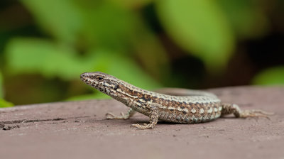 Common Wall Lizard/ Muurhagedis