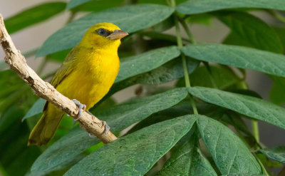 Olive-naped weaver  / Olijfnekwever