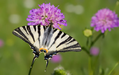 Scarce Swallowtail / Koningspage