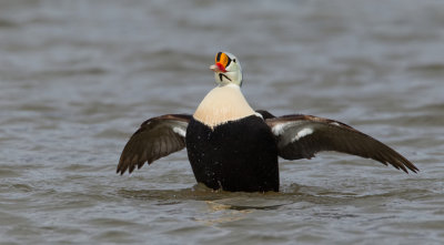 King eider / Koningseider