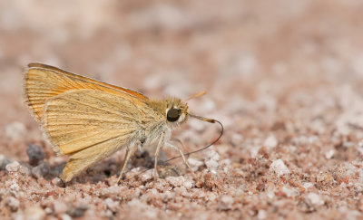 Lulworth Skipper / Dwergdikkopje