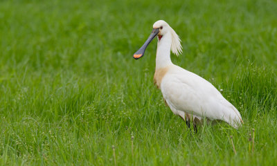 Eurasian Spoonbill / Lepelaar