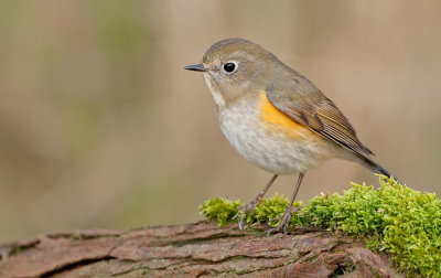 Red-flanked Bluetail / Blauwstaart