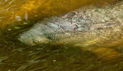 Florida Manatee / Caribische lamantijn (ssp:latirostris)