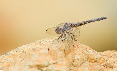 Indigo dropwing / Blauwe zonnewijzer 