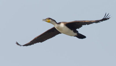 White-breasted Cormorant / Witborstaalscholver 