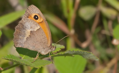 Persian Meadow Brown / Levant Bruin zandoogje