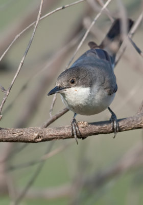 Eastern Orphean Warbler / Oostelijke orpheusgrasmus