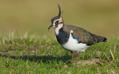 Northern Lapwing / Kievit