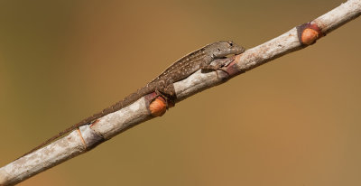 Brown Anole / Bruine anolis 