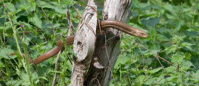 Glass lizard / Scheltopusik