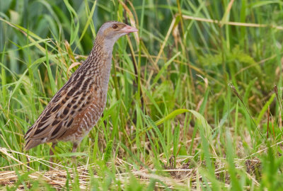 Corn crake / Kwartelkoning