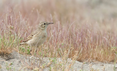 Tawny Pipit / Duinpieper 
