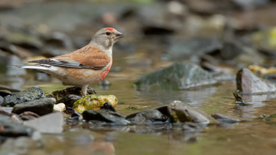 Linnet / Kneu 