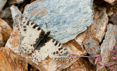 Eastern Festoon / Oostelijke pijpbloemvlinder 