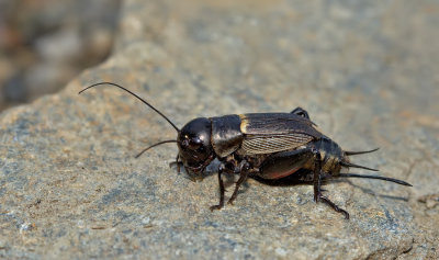 Field cricket / Veldkrekel