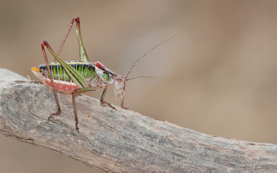 Poecilimon mytilenensis 