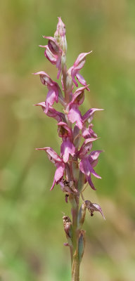 Orchis sancta / Heilige Orchis