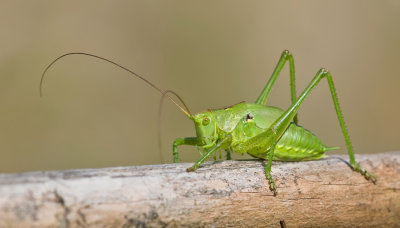 Great Green Bush-cricket / Grote groene sabelsprinkhaan