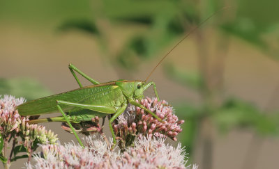 Great Green Bush-cricket / Grote groene sabelsprinkhaan