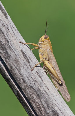 Egyptian Locust / Egyptische sprinkhaan 