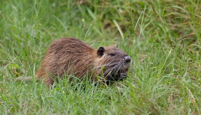 Coypu / Beverrat