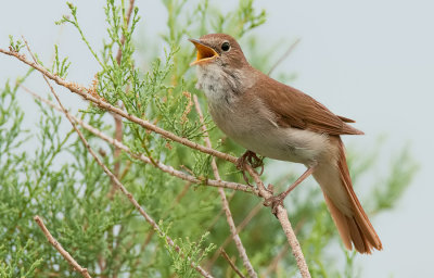 Common Nightingale / Nachtegaal 