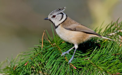 Crested Tit / Kuifmees