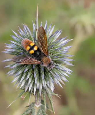 Megascolia maculata / Reuzendolkwesp