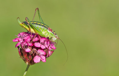 Grasshoppers / Sprinkhanen