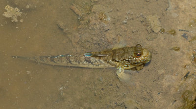 Atlantic mudskipper / Berberse slijkspringer