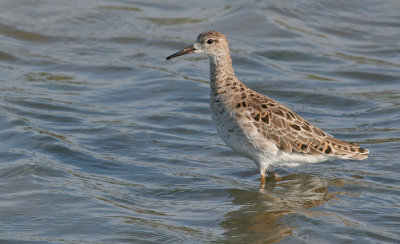 Ruff / Kemphaan