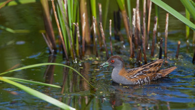 Baillon's Crake / Kleinst waterhoen