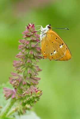Scarce copper / Morgenrood