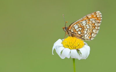 Nickerl's Fritillary / Steppeparelmoervlinder