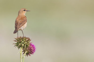 Isabelline Wheatear / Izabeltapuit