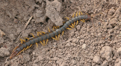 Megarian Banded Centipede / Scolopendra cingulata