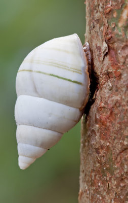 Liguus fasciatus septentrionalis