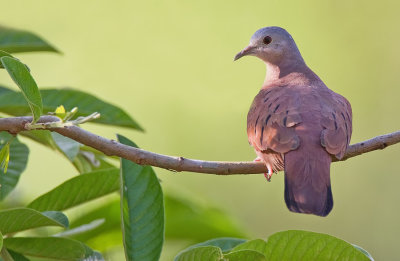 Ruddy Ground-Dove / Steenduif