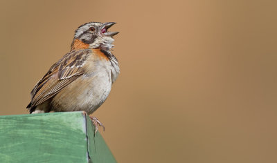 Rufous-collared Sparrow / Roodkraaggors