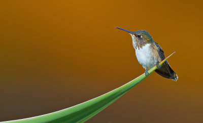 Volcano hummingbird / Vulkaankolibrie