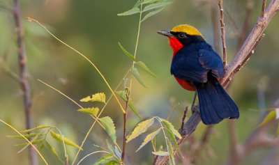 Yellow-crowned gonolek / Goudkapfiscaal