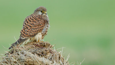 Kestrel / Torenvalk 